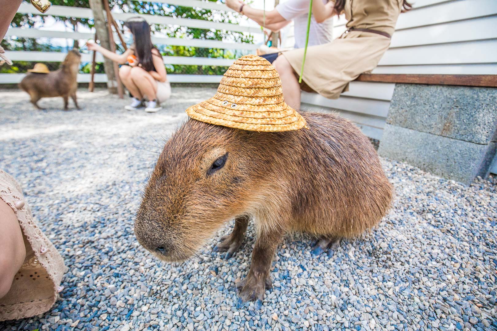 宜蘭動物農場,宜蘭小動物,宜蘭農場,宜蘭水豚君,宜蘭草泥馬,宜蘭梅花鹿,宜蘭水豚,張美阿嬤農場,宜蘭張美阿嬤農場,宜蘭親子景點,宜蘭親子農場