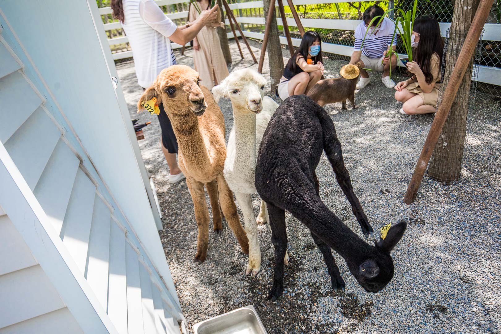 宜蘭動物農場,宜蘭小動物,宜蘭農場,宜蘭水豚君,宜蘭草泥馬,宜蘭梅花鹿,宜蘭水豚,張美阿嬤農場,宜蘭張美阿嬤農場,宜蘭親子景點,宜蘭親子農場