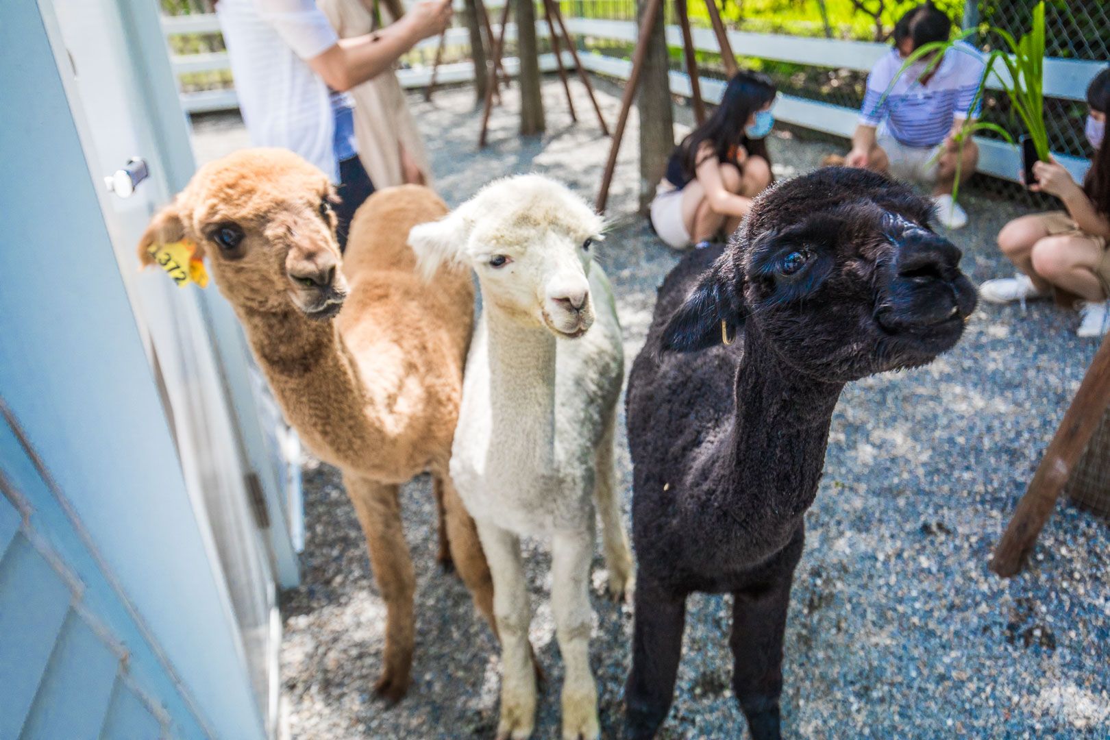 宜蘭動物農場,宜蘭小動物,宜蘭農場,宜蘭水豚君,宜蘭草泥馬,宜蘭梅花鹿,宜蘭水豚,張美阿嬤農場,宜蘭張美阿嬤農場,宜蘭親子景點,宜蘭親子農場