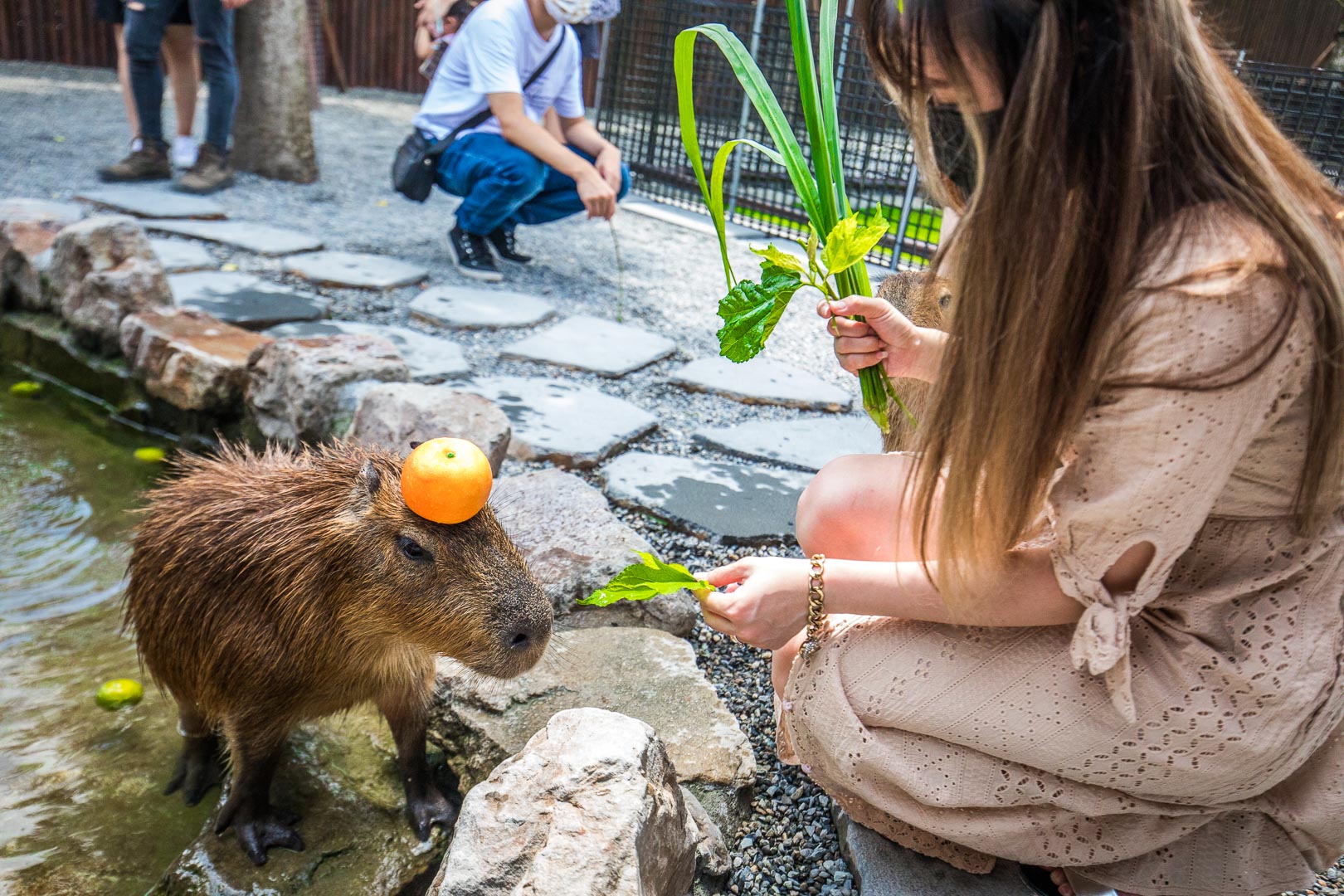 宜蘭動物農場,宜蘭小動物,宜蘭農場,宜蘭水豚君,宜蘭草泥馬,宜蘭梅花鹿,宜蘭水豚,張美阿嬤農場,宜蘭張美阿嬤農場,宜蘭親子景點,宜蘭親子農場