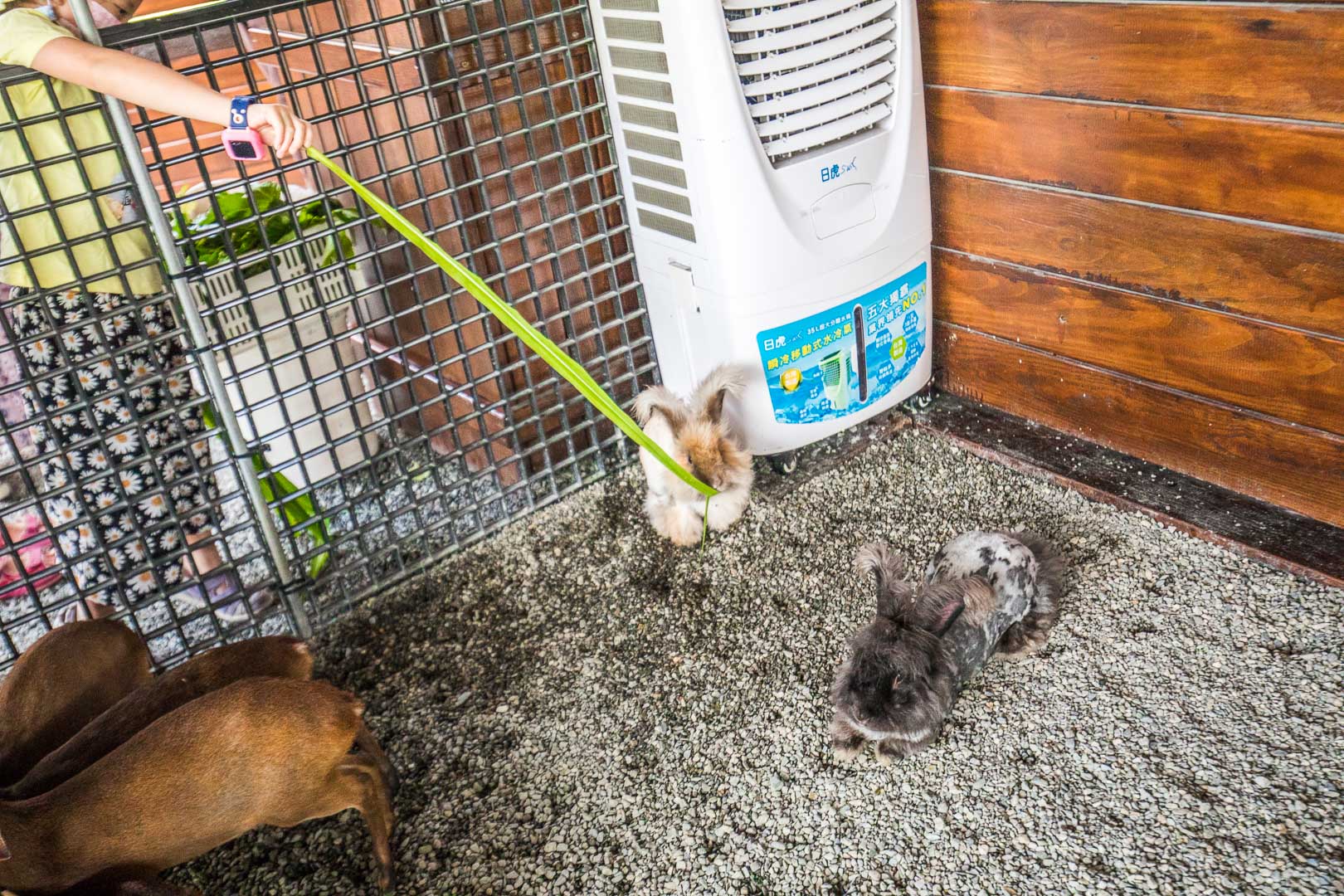 宜蘭動物農場,宜蘭小動物,宜蘭農場,宜蘭水豚君,宜蘭草泥馬,宜蘭梅花鹿,宜蘭水豚,張美阿嬤農場,宜蘭張美阿嬤農場,宜蘭親子景點,宜蘭親子農場