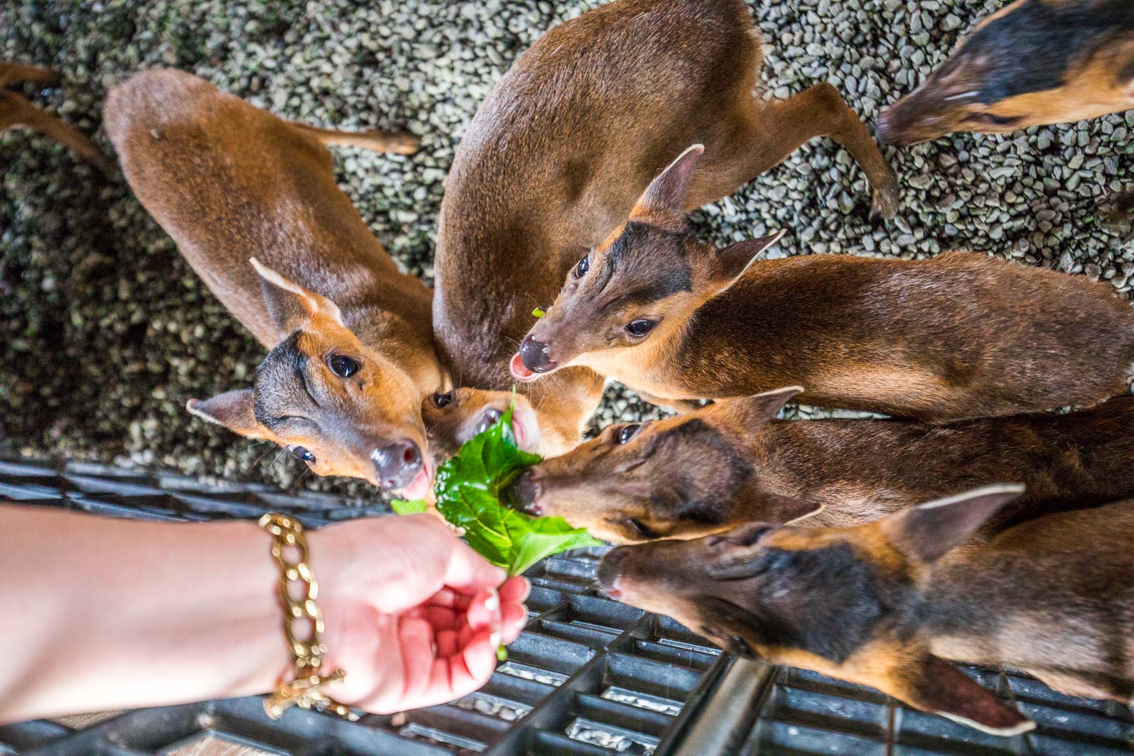 宜蘭動物農場,宜蘭小動物,宜蘭農場,宜蘭水豚君,宜蘭草泥馬,宜蘭梅花鹿,宜蘭水豚,張美阿嬤農場,宜蘭張美阿嬤農場,宜蘭親子景點,宜蘭親子農場