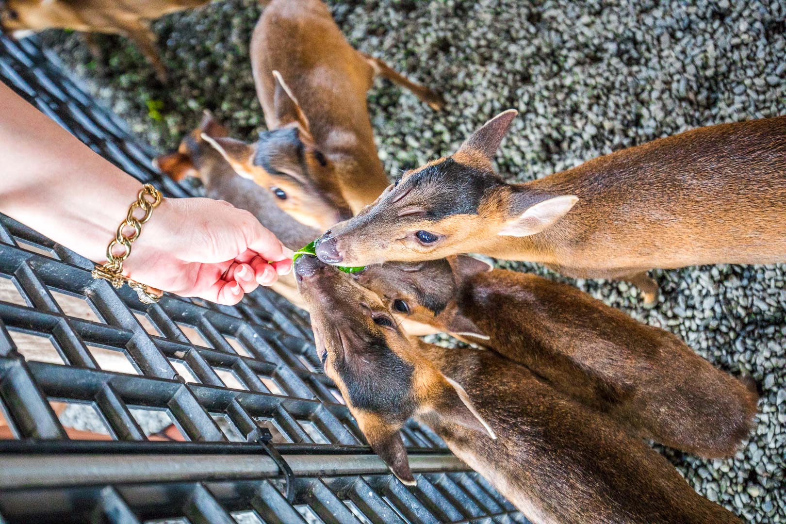宜蘭動物農場,宜蘭小動物,宜蘭農場,宜蘭水豚君,宜蘭草泥馬,宜蘭梅花鹿,宜蘭水豚,張美阿嬤農場,宜蘭張美阿嬤農場,宜蘭親子景點,宜蘭親子農場