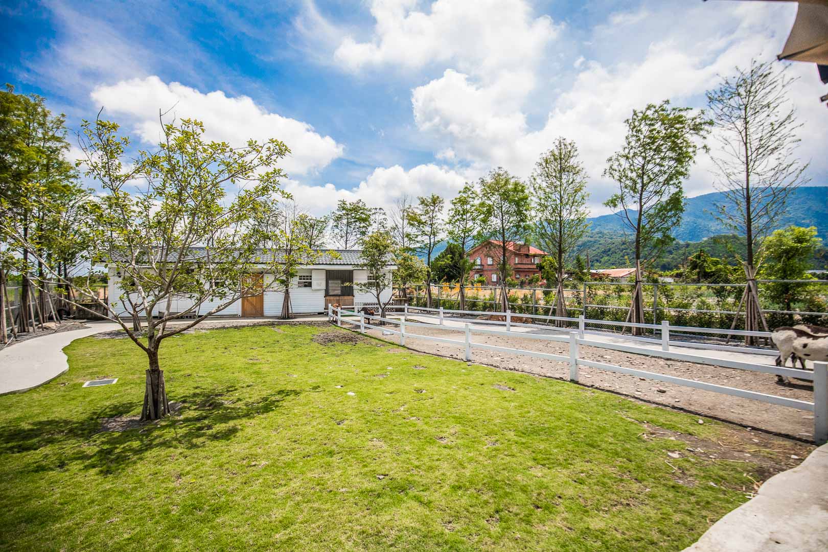 宜蘭驢子,宜蘭史瑞克驢子,宜蘭梅花鹿農場,星寶鄉間小路,宜蘭景點,宜蘭親子景點,宜蘭動物農場,宜蘭農場,宜蘭梅花鹿