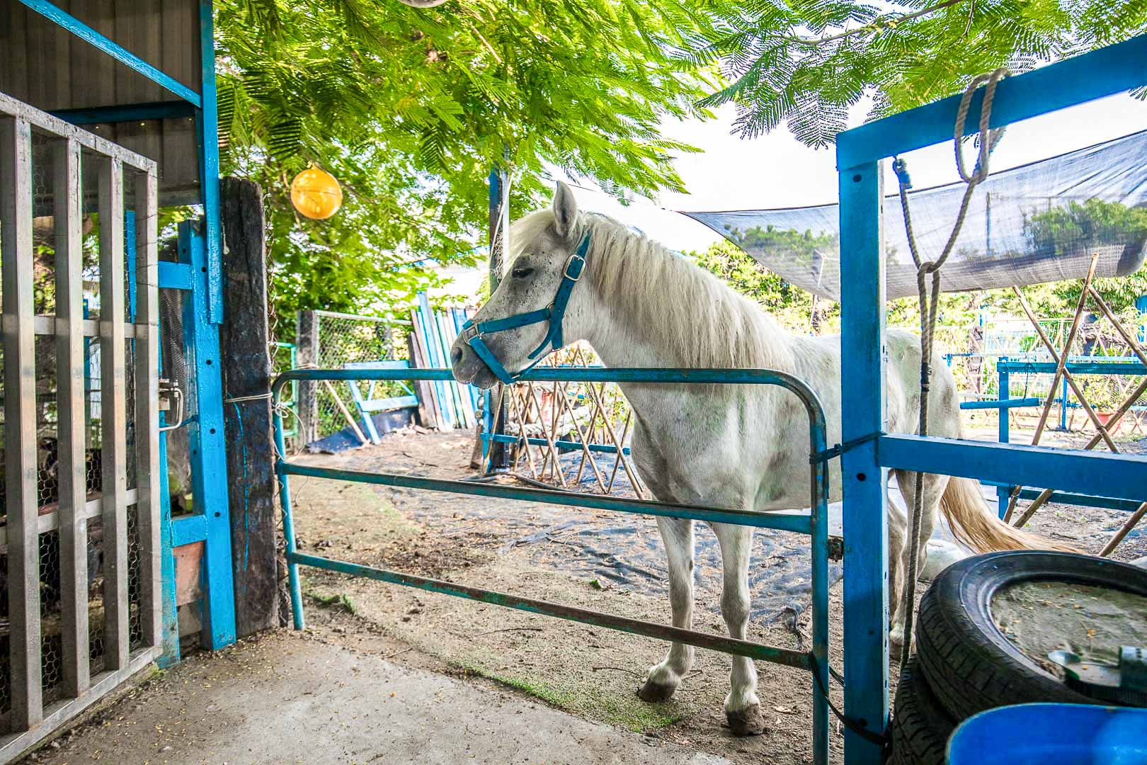 白馬的家,彰化IG景點,彰化網美景點,彰化景點,彰化親子景點,彰化農場,彰化小馬,彰化白馬農場