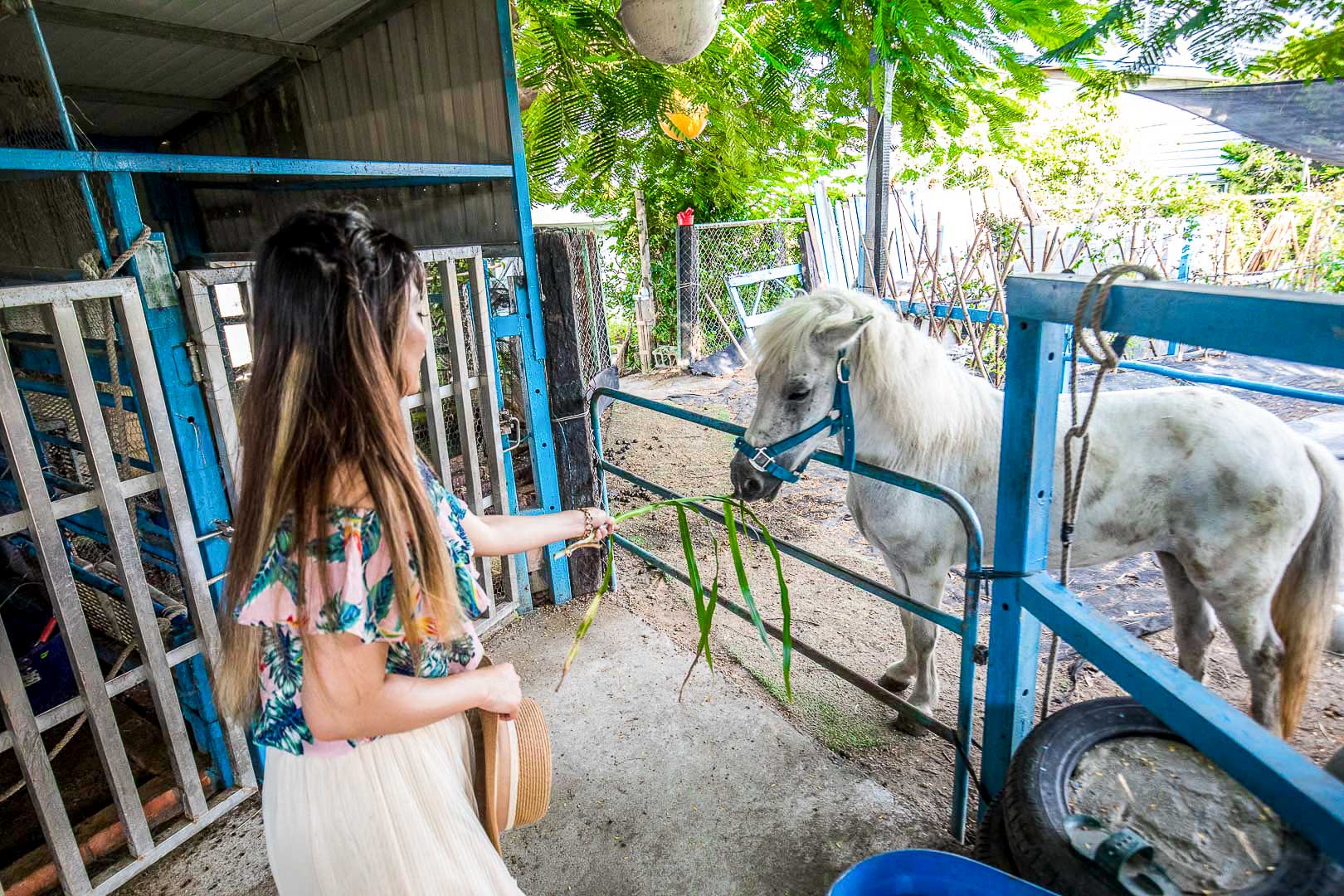 白馬的家,彰化IG景點,彰化網美景點,彰化景點,彰化親子景點,彰化農場,彰化小馬,彰化白馬農場