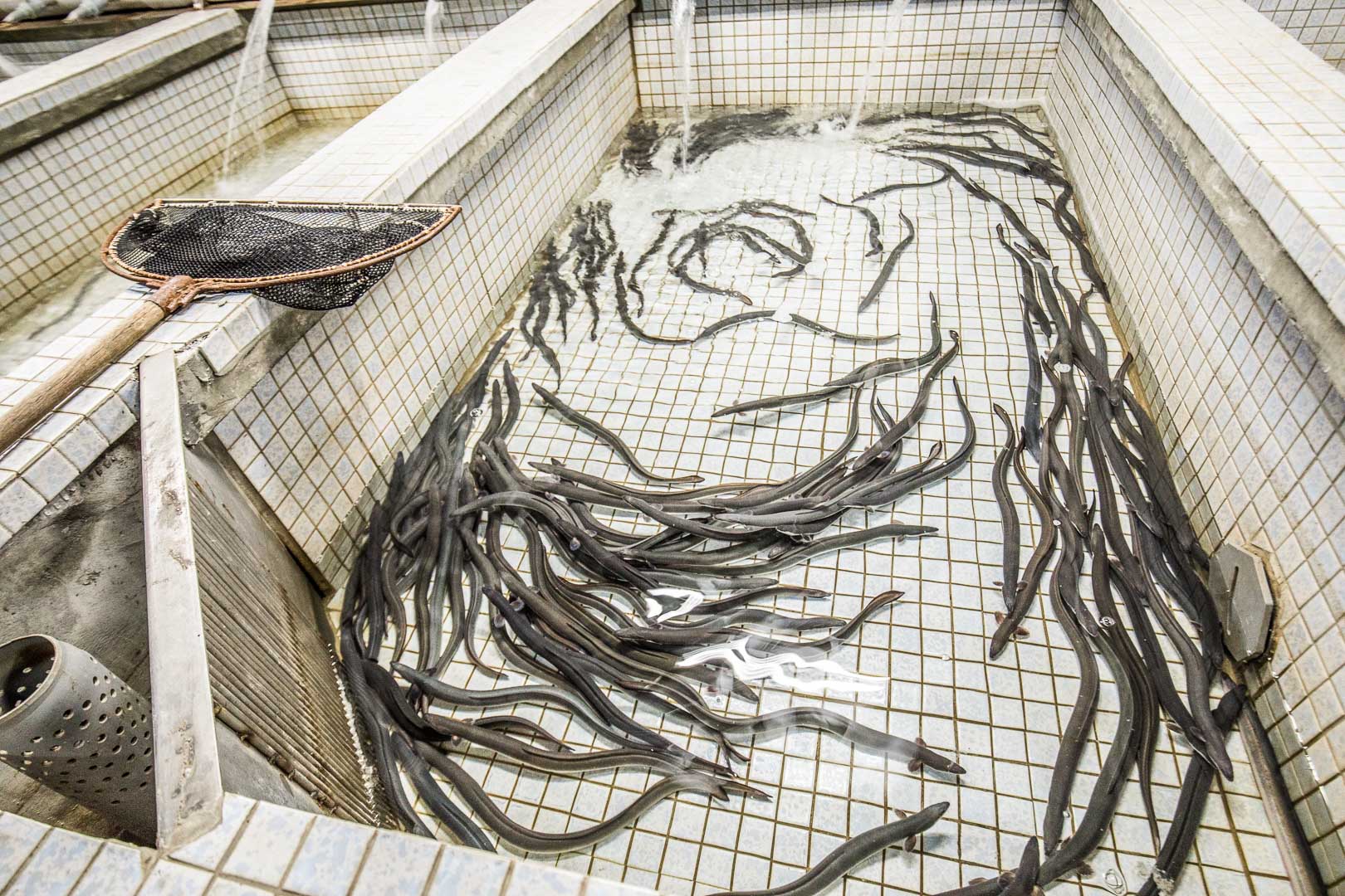 桃園美食,桃園鰻魚飯,竹圍漁港美食,竹圍漁港鰻魚,竹圍漁港鰻魚飯,桃園鰻魚,桃園竹圍鰻天下,竹圍漁港鰻天下,桃園鰻天下