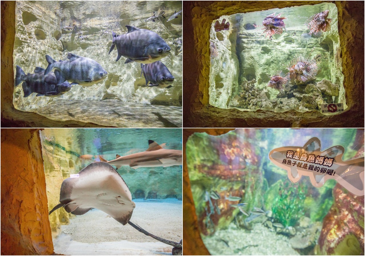 台北親子公園,台北海洋世界,野柳海洋世界,野柳景點,野柳海豚秀,野柳海洋劇場,東北角景點,東北角親子,野柳童樂趴樂園,台北親子樂園
