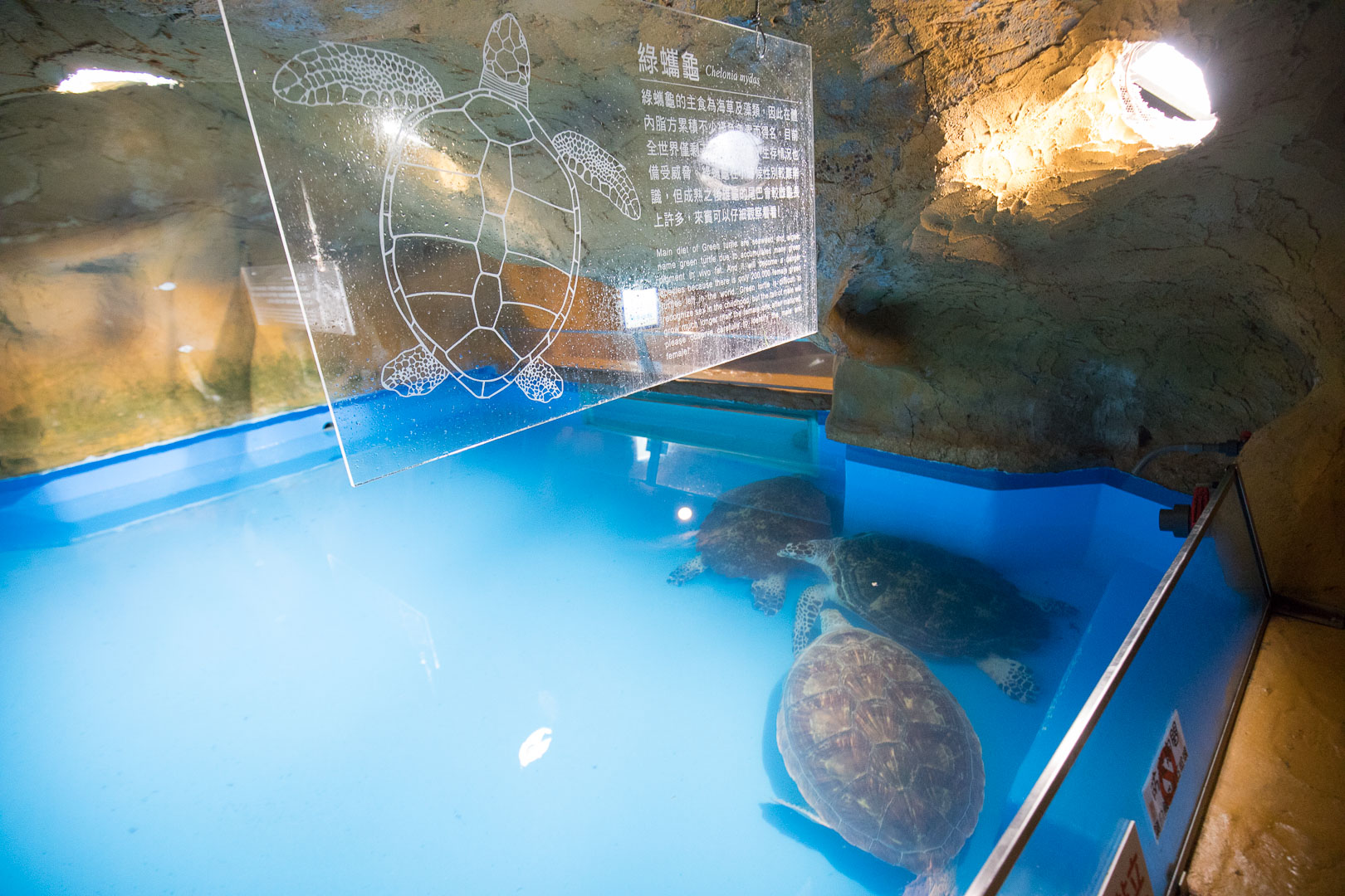 台北親子公園,台北海洋世界,野柳海洋世界,野柳景點,野柳海豚秀,野柳海洋劇場,東北角景點,東北角親子,野柳童樂趴樂園,台北親子樂園