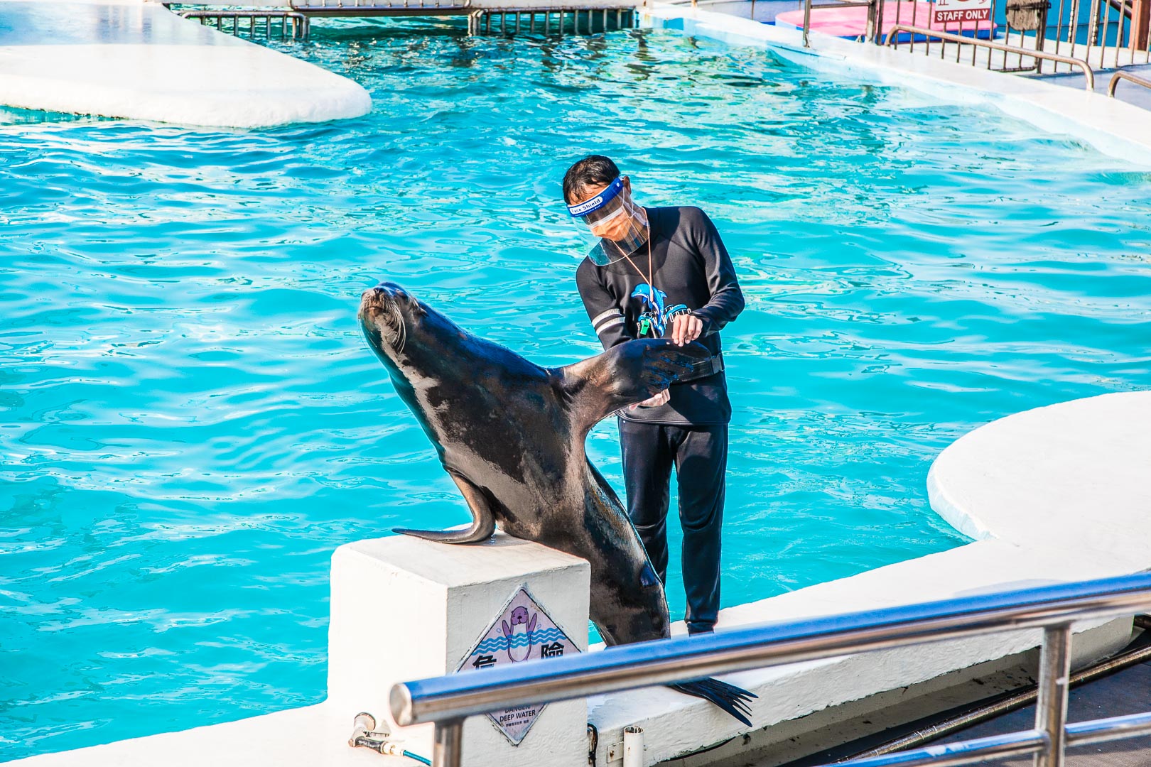 台北親子公園,台北海洋世界,野柳海洋世界,野柳景點,野柳海豚秀,野柳海洋劇場,東北角景點,東北角親子,野柳童樂趴樂園,台北親子樂園