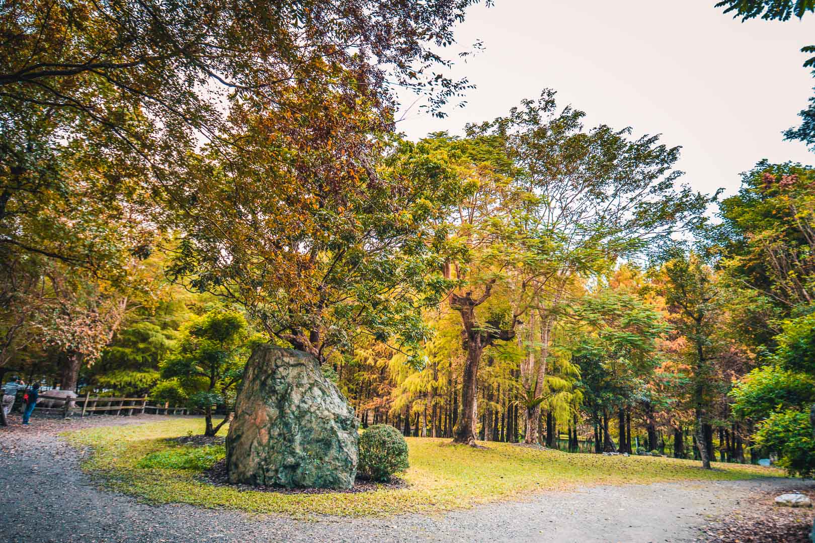 花蓮景點,花蓮落羽松,花蓮落羽松森林,花蓮網美景點,鈺展苗圃落羽松森林,花蓮鈺展苗圃落羽松森林,鈺展苗圃