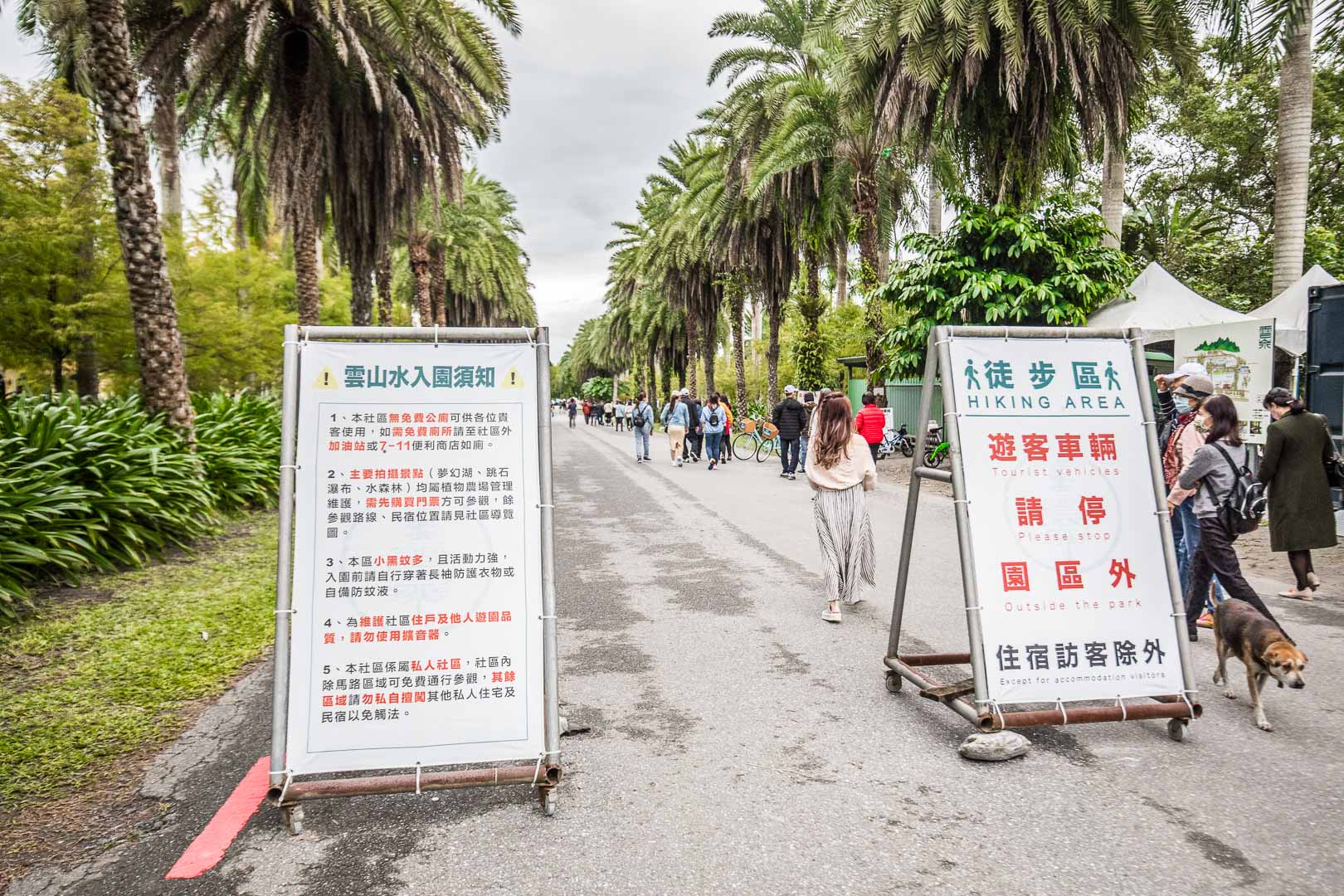 花蓮景點,花蓮落羽松,花蓮落羽松森林,花蓮IG,花蓮雲山水,雲山水夢幻湖