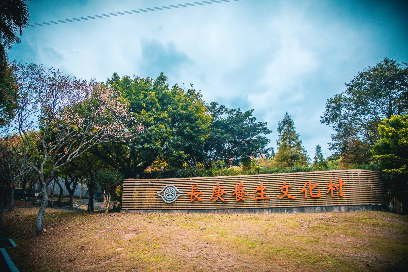 桃園落羽松,長庚養生文化村落羽松,桃園龜山落羽松,林口長庚養生文化村落羽松,林口落羽松,桃園景點