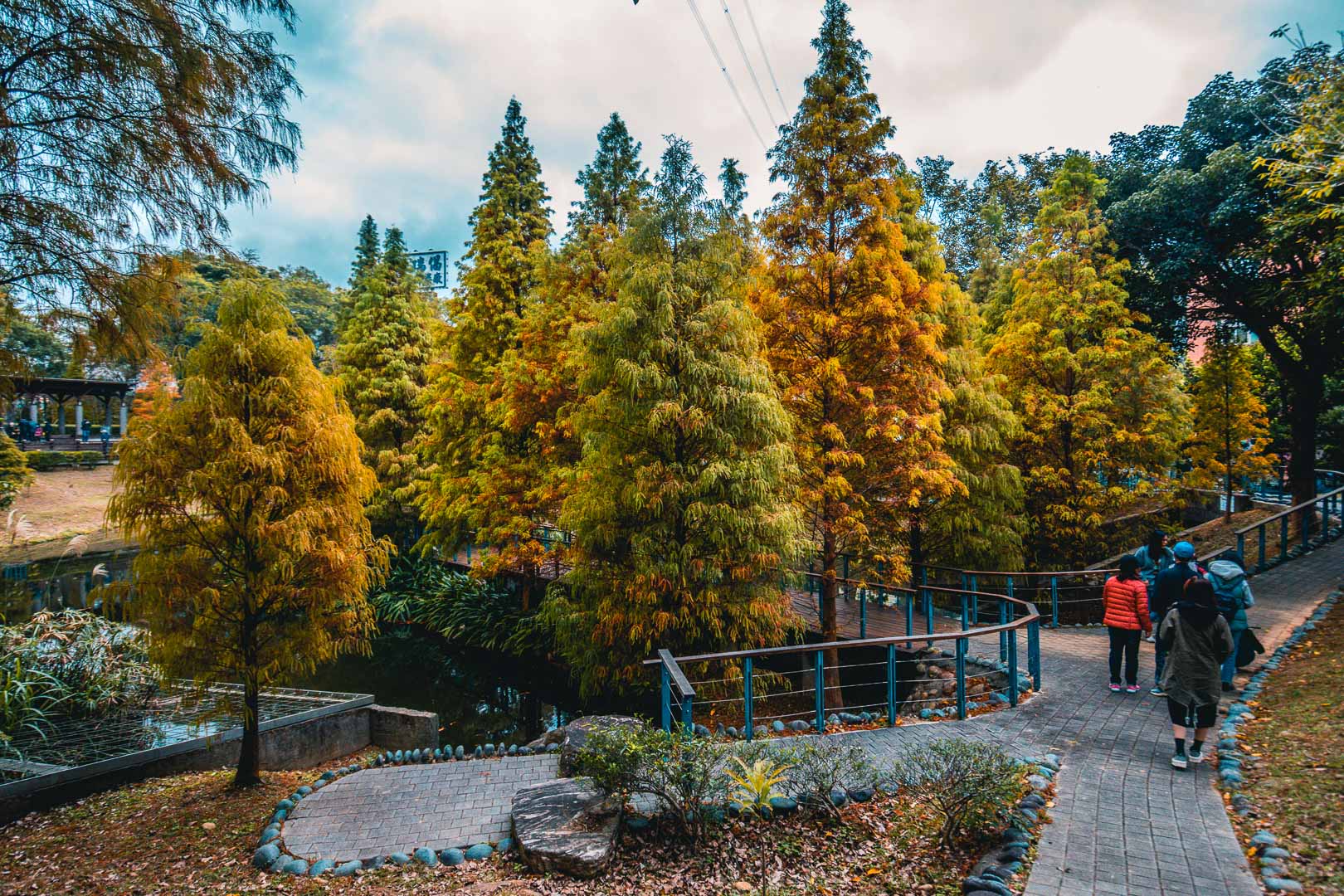 桃園落羽松,長庚養生文化村落羽松,桃園龜山落羽松,林口長庚養生文化村落羽松,林口落羽松,桃園景點