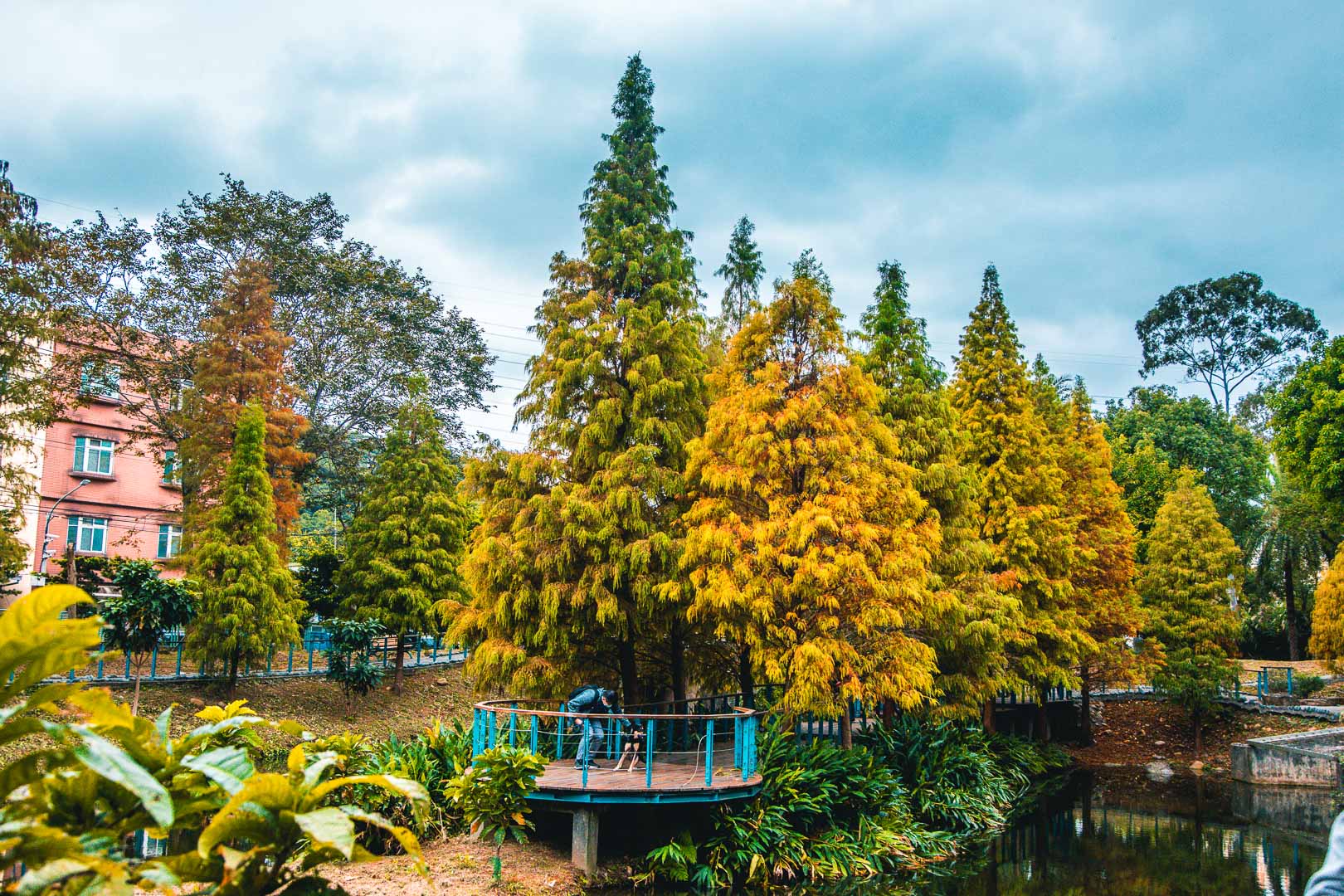 桃園落羽松,長庚養生文化村落羽松,桃園龜山落羽松,林口長庚養生文化村落羽松,林口落羽松,桃園景點