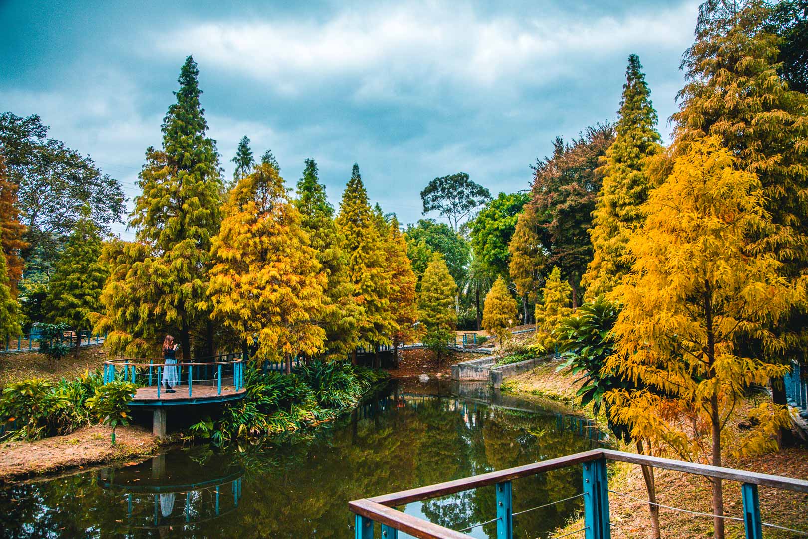 桃園落羽松,長庚養生文化村落羽松,桃園龜山落羽松,林口長庚養生文化村落羽松,林口落羽松,桃園景點