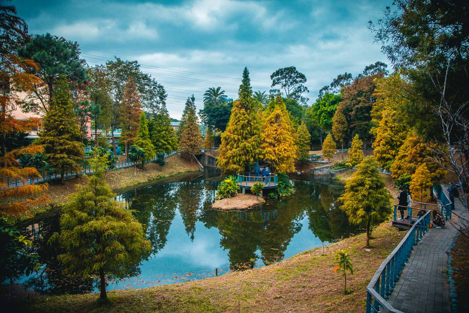 桃園落羽松,長庚養生文化村落羽松,桃園龜山落羽松,林口長庚養生文化村落羽松,林口落羽松,桃園景點