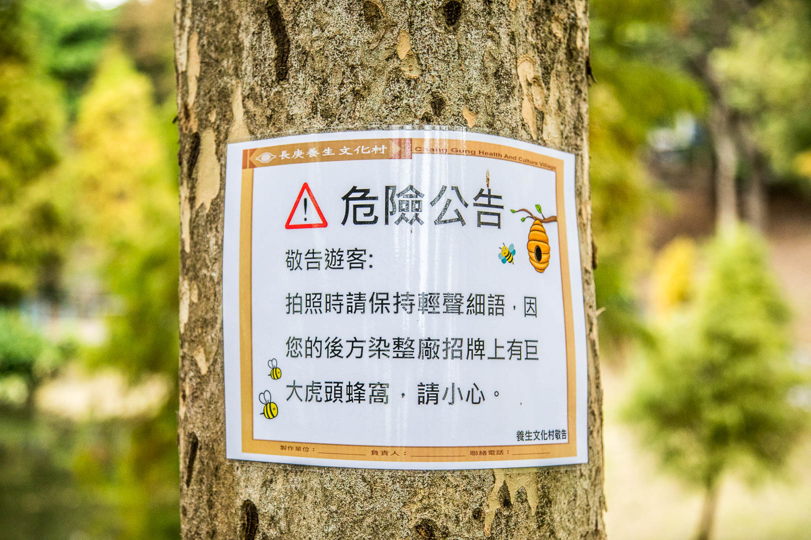 桃園落羽松,長庚養生文化村落羽松,桃園龜山落羽松,林口長庚養生文化村落羽松,林口落羽松,桃園景點