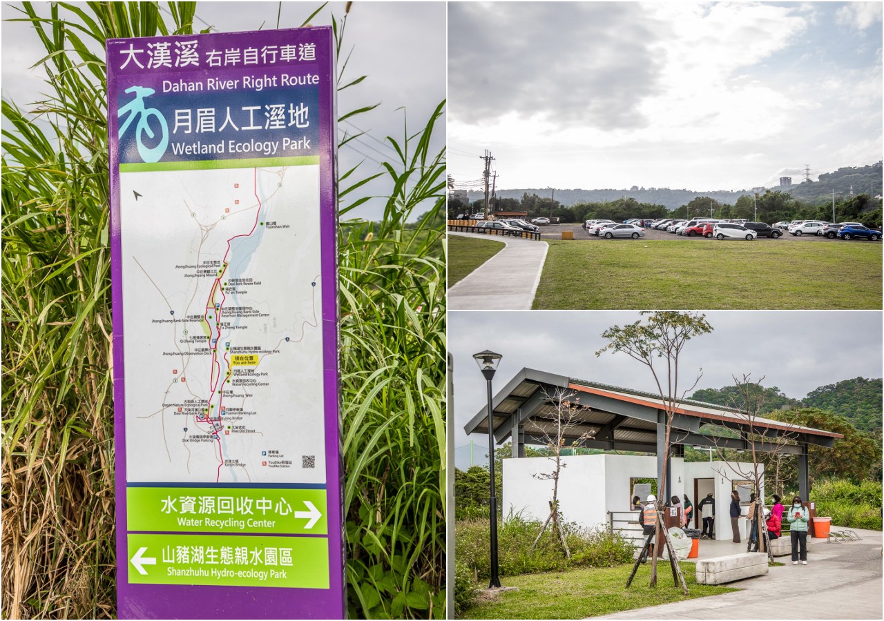 大溪落羽松,大溪月眉落羽松