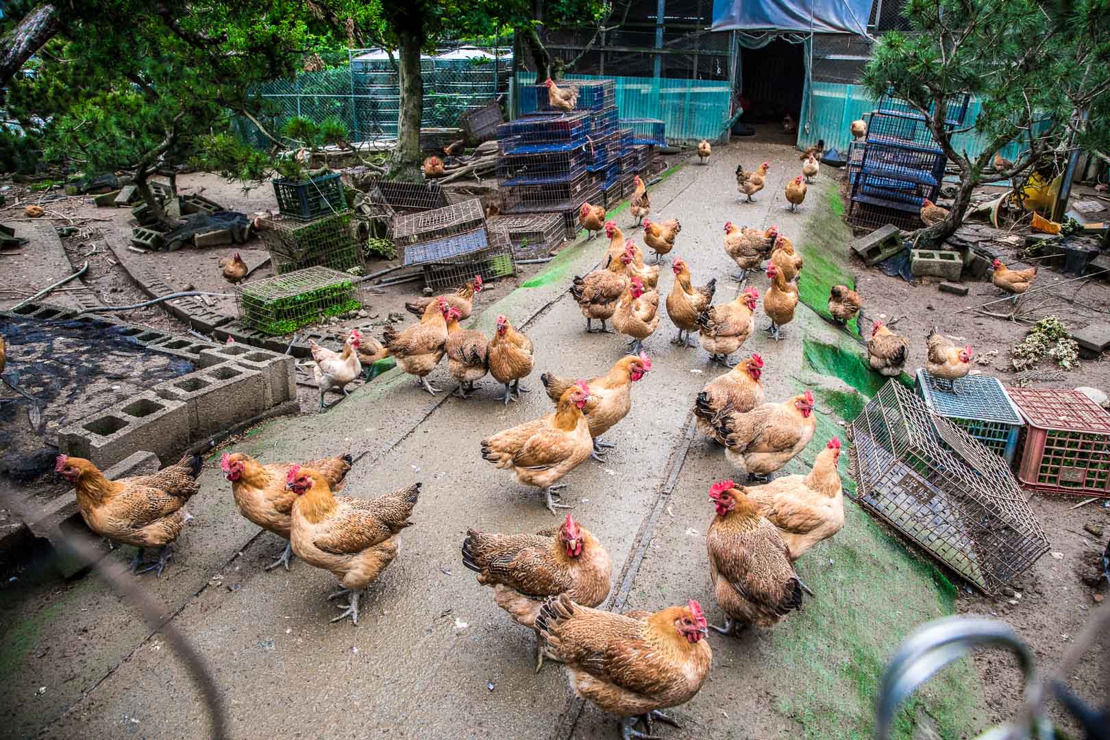 陽明山土雞,松竹園土雞城