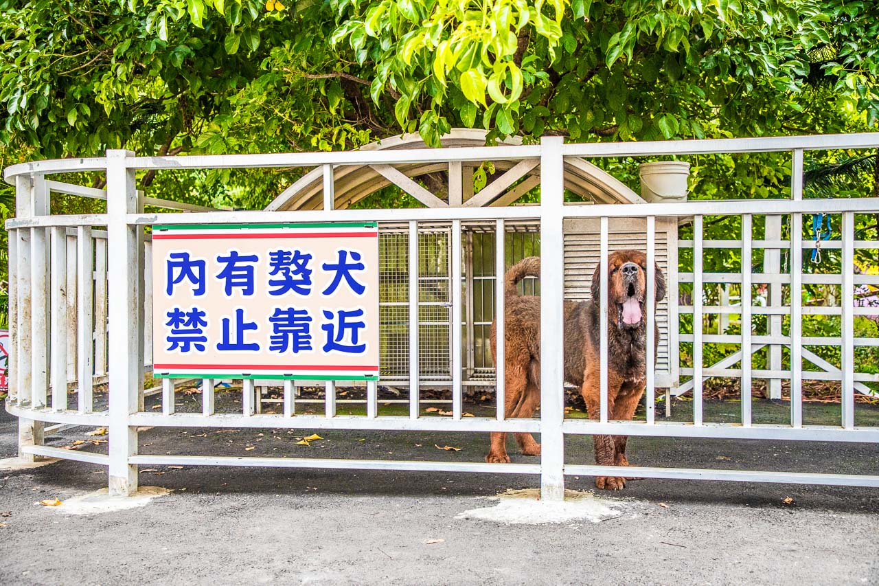 大溪蘇家莊園,桃園美食,桃園景點,大溪景點,大溪美食,桃園親子景點,蘇家莊園,大溪看動物,大溪親子景點,桃園動物景點