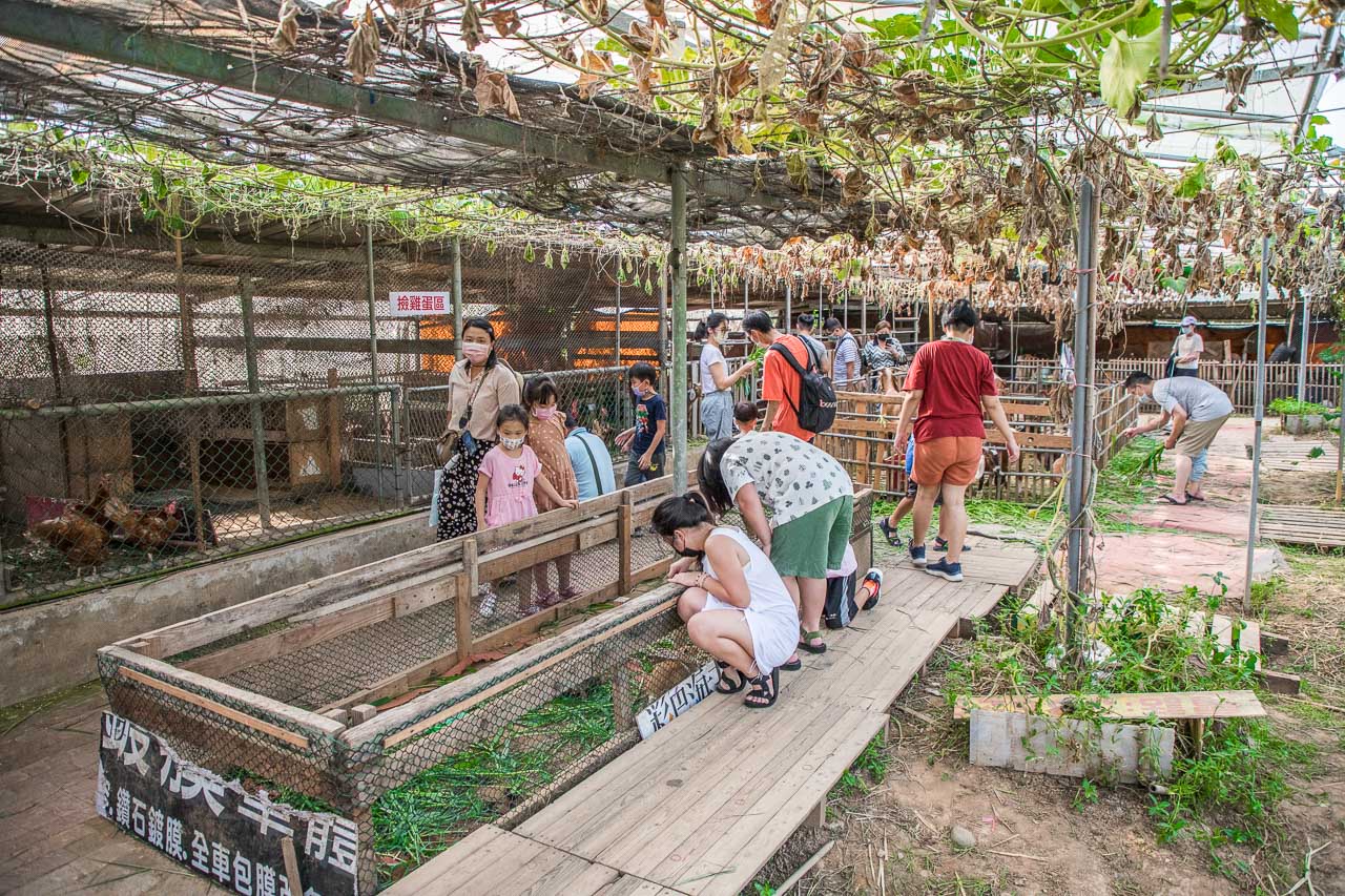 桃園親子,桃園農場