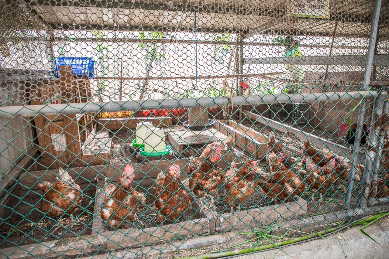 桃園親子,桃園農場
