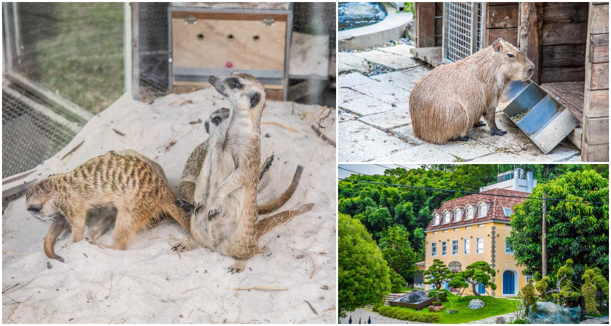 桃園親子景點,蘇家莊園,大溪看動物,大溪親子景點,桃園動物景點,大溪蘇家莊園,桃園美食,桃園景點,大溪景點,大溪美食 @大手牽小手。玩樂趣