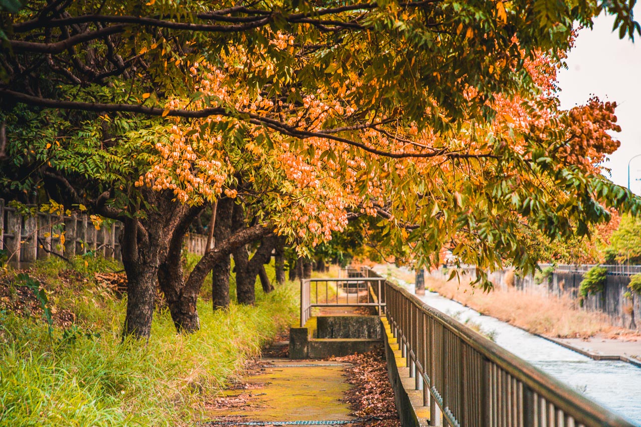 台中景點,清水米粉寮大排水溝