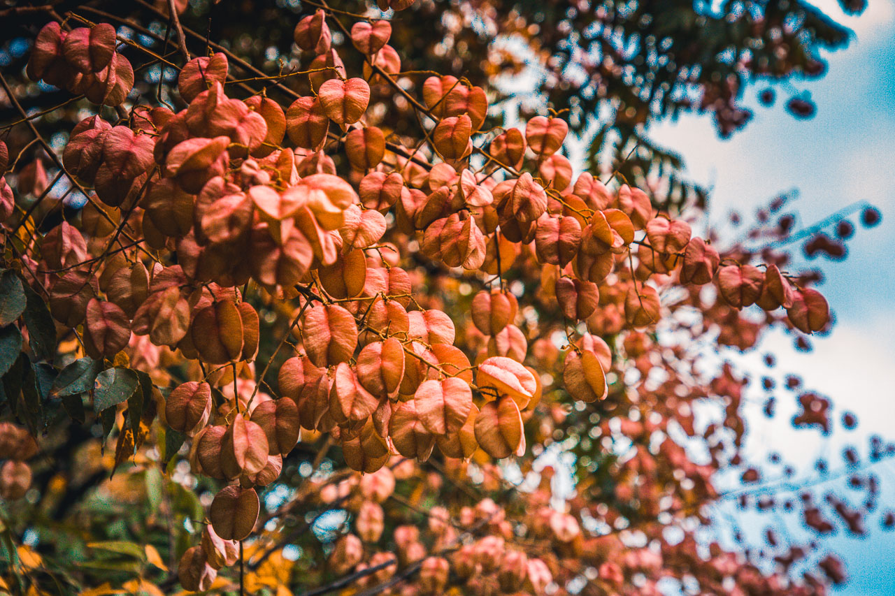 台中景點,清水米粉寮大排水溝