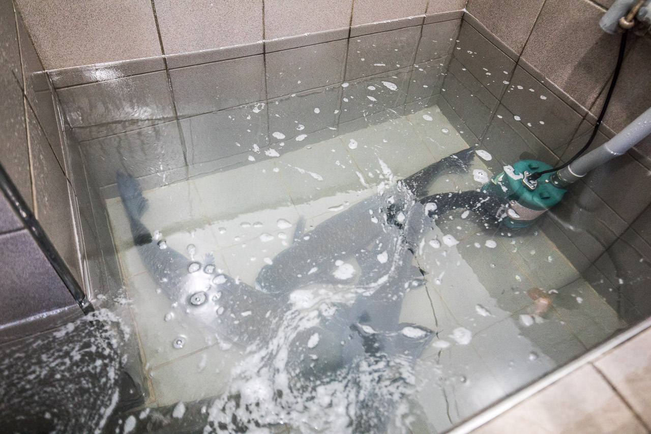 石門活魚,南園活魚老店