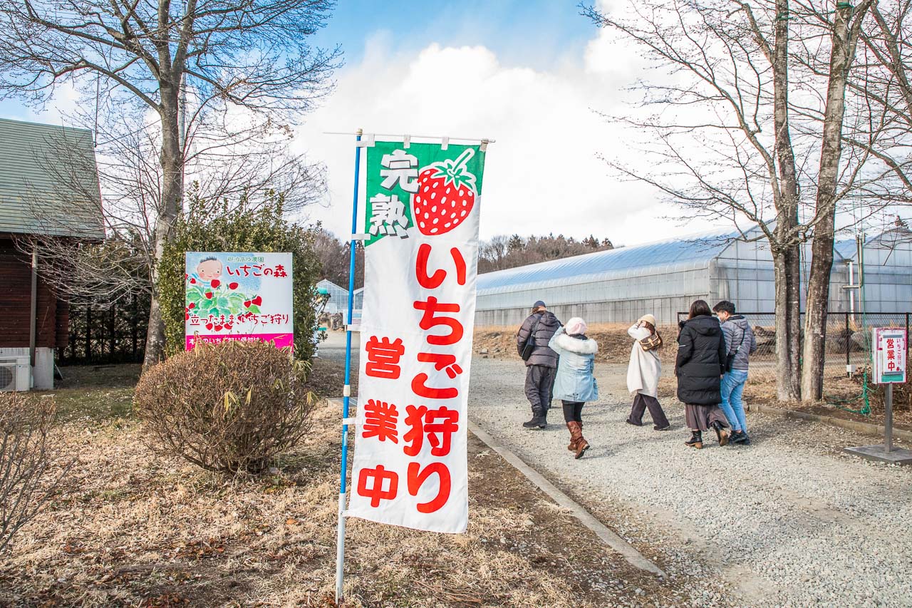 那須高原農園いちごの森,那須高原農園草莓之森,栃木縣景點,栃木草莓,栃木草莓吃到飽,日本草莓吃到飽,日本採草莓吃到飽