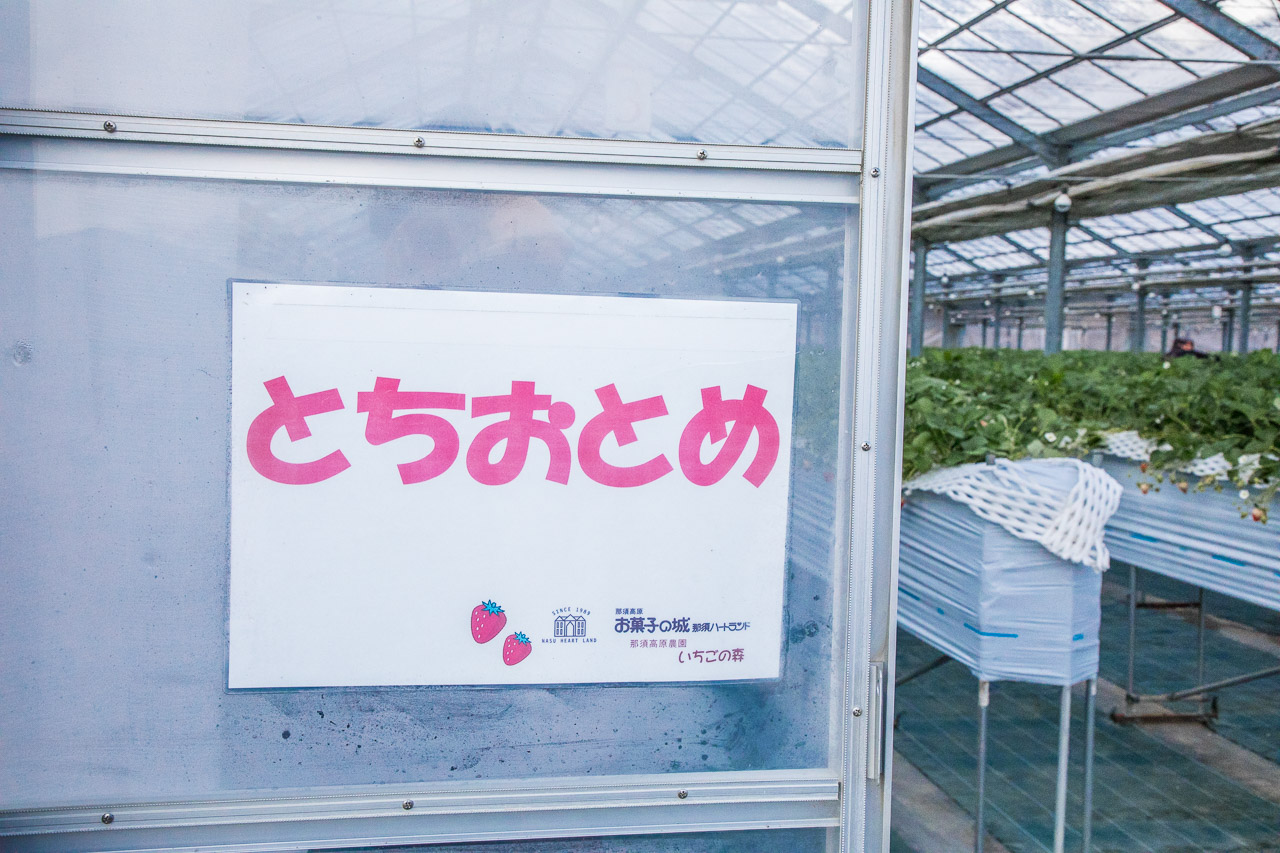 那須高原農園いちごの森,那須高原農園草莓之森,栃木縣景點,栃木草莓,栃木草莓吃到飽,日本草莓吃到飽,日本採草莓吃到飽