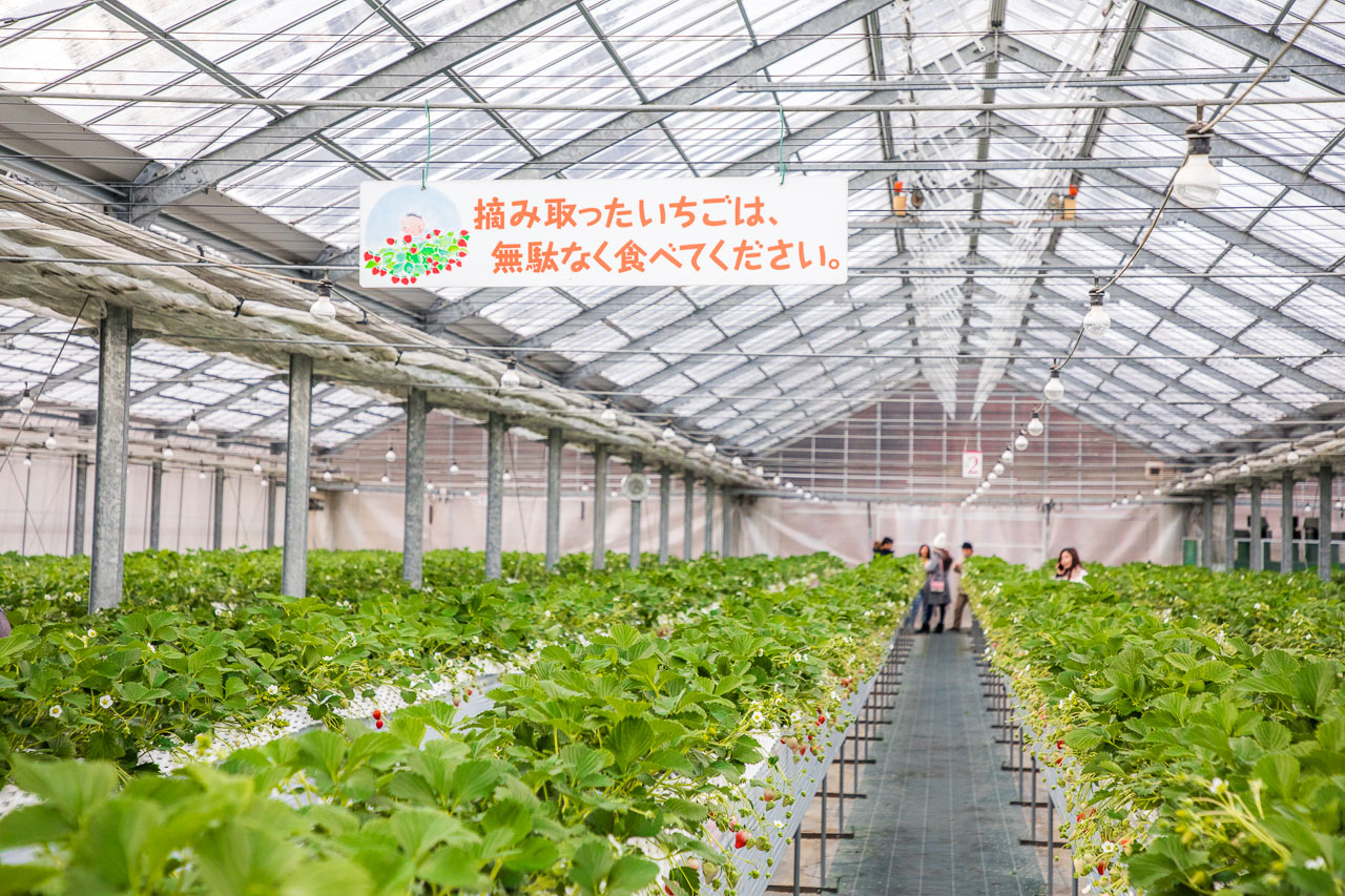 那須高原農園いちごの森,那須高原農園草莓之森,栃木縣景點,栃木草莓,栃木草莓吃到飽,日本草莓吃到飽,日本採草莓吃到飽