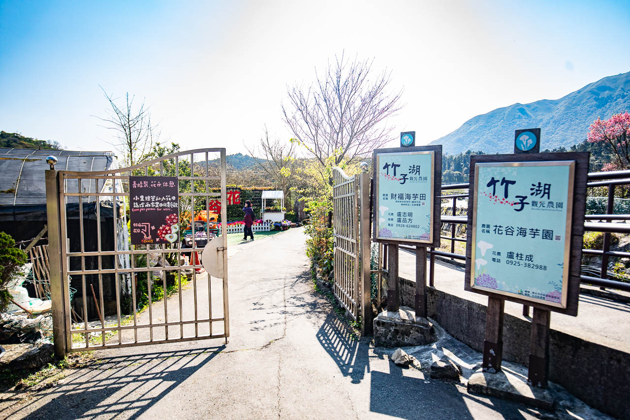 2023陽明山海芋花季,財福海芋田,陽明山海芋推薦,陽明山海芋季