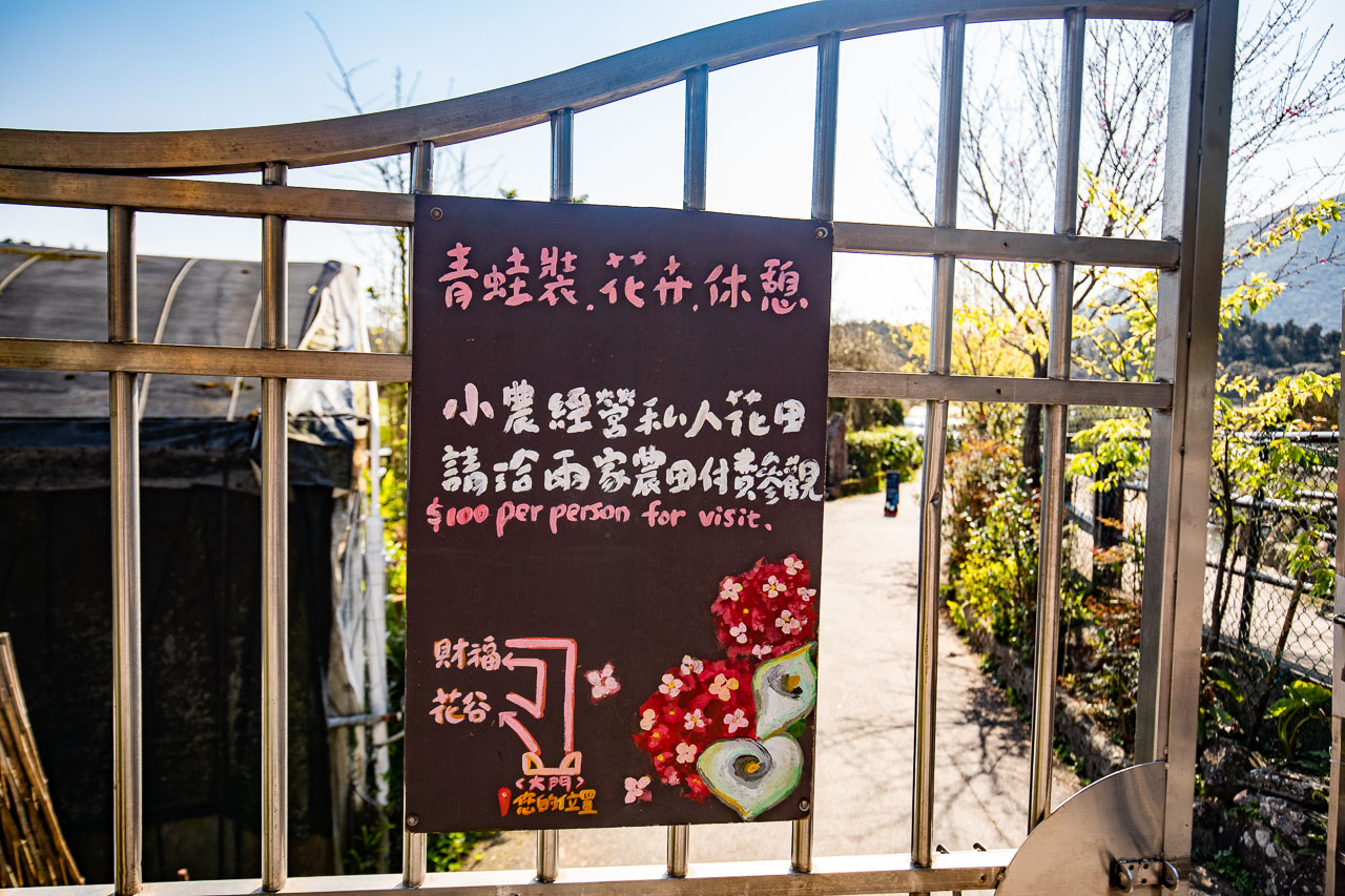 2023陽明山海芋花季,財福海芋田,陽明山海芋推薦,陽明山海芋季