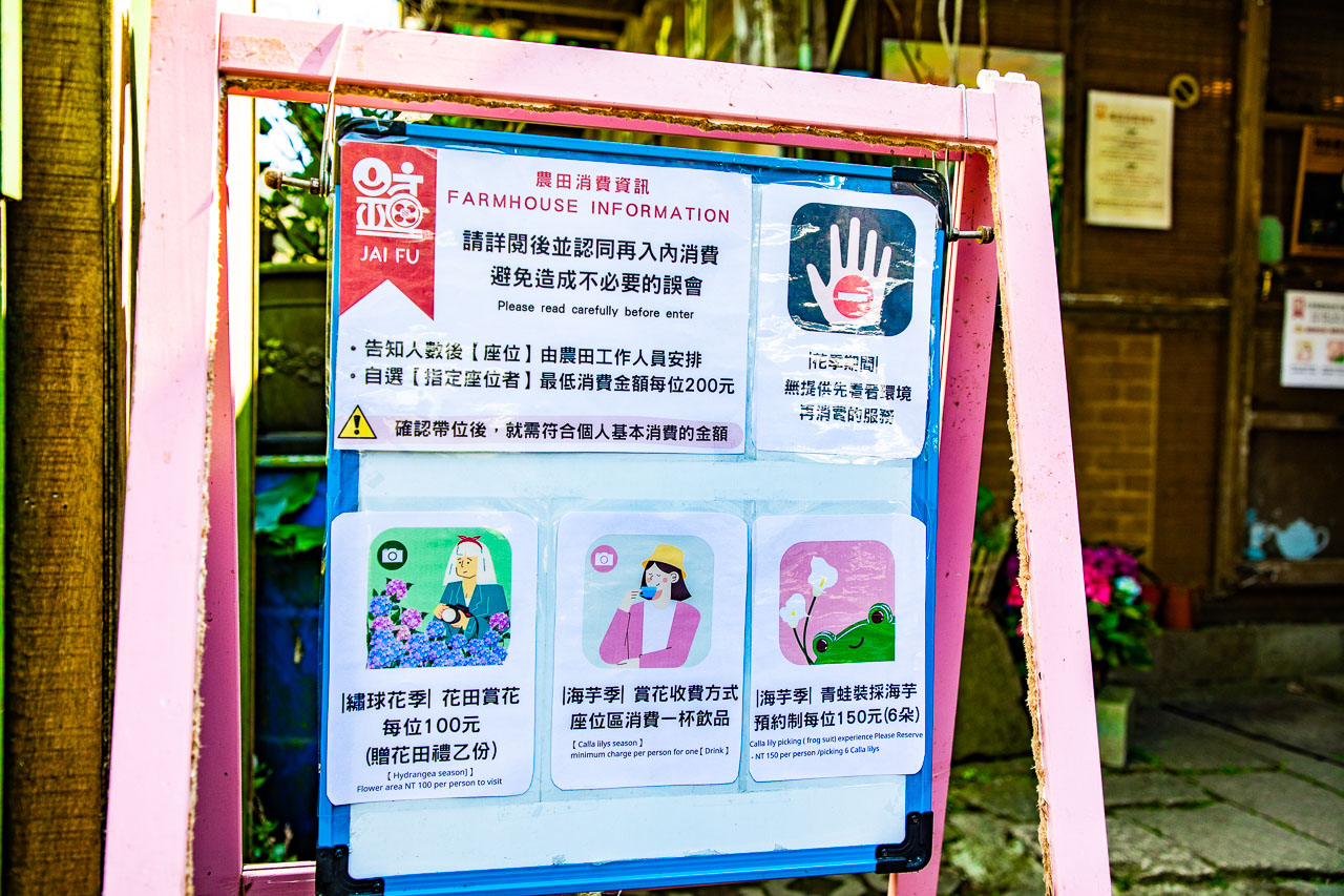 2023陽明山海芋花季,財福海芋田,陽明山海芋推薦,陽明山海芋季