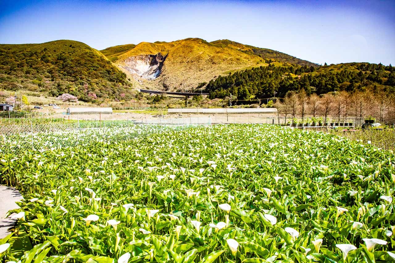2023陽明山海芋花季,財福海芋田,陽明山海芋推薦,陽明山海芋季