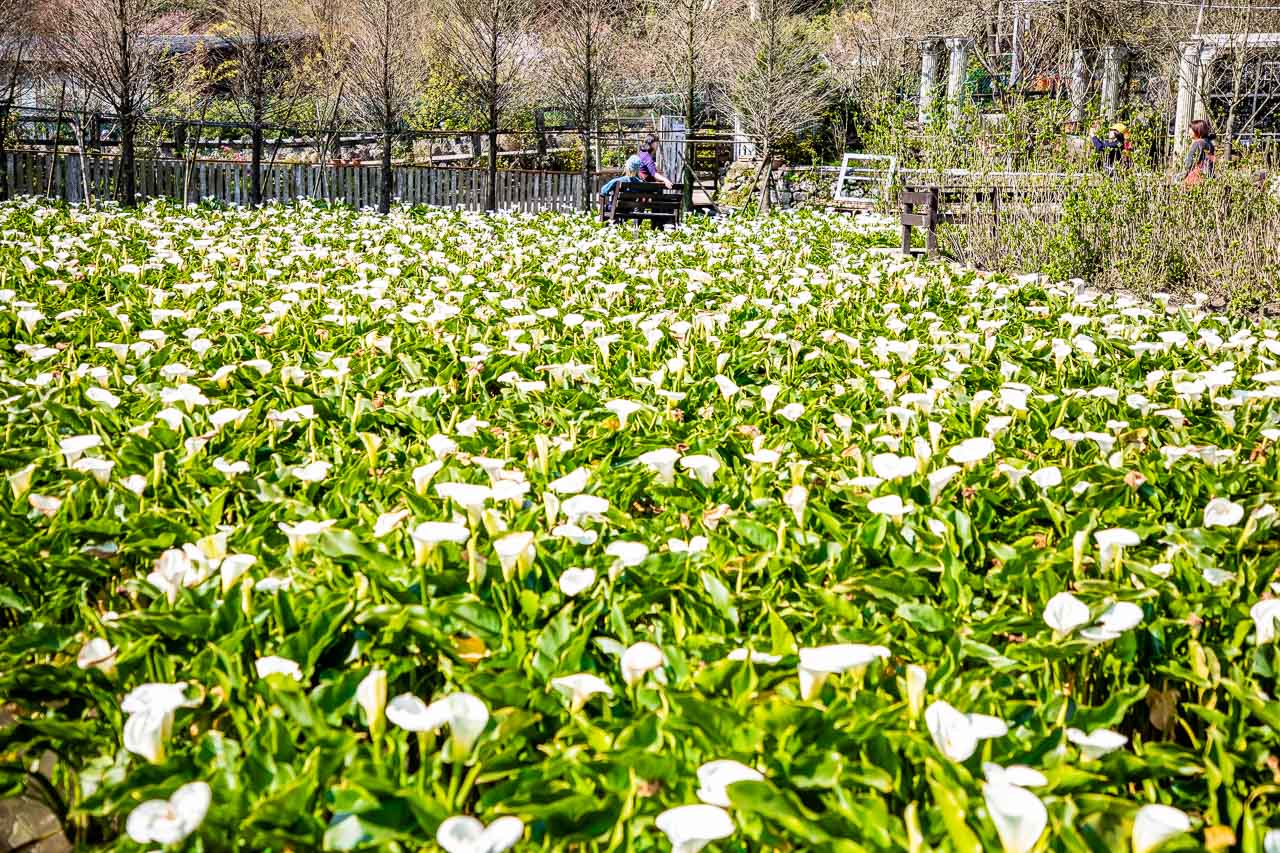 2023陽明山海芋花季,財福海芋田,陽明山海芋推薦,陽明山海芋季