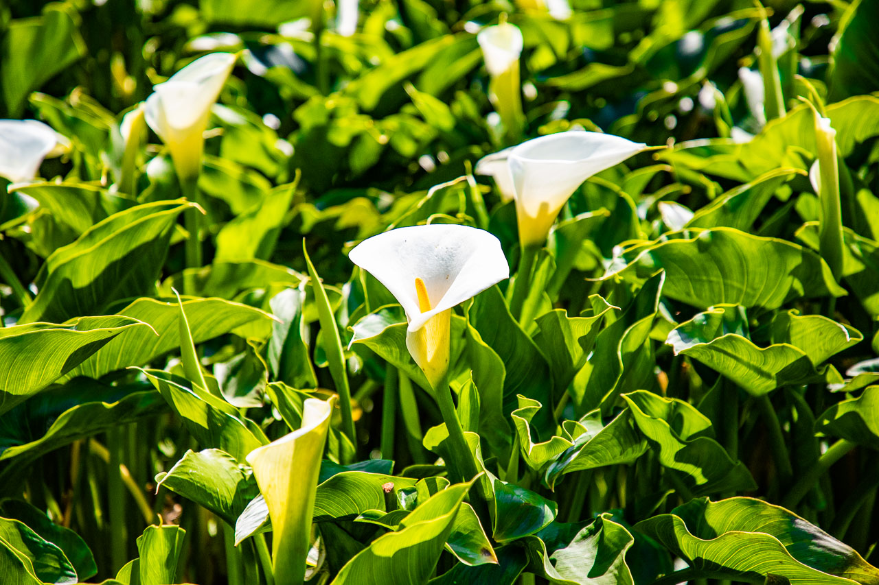 2023陽明山海芋花季,財福海芋田,陽明山海芋推薦,陽明山海芋季