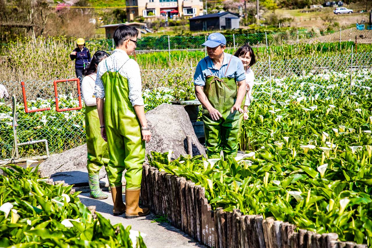 2023陽明山海芋花季,財福海芋田,陽明山海芋推薦,陽明山海芋季