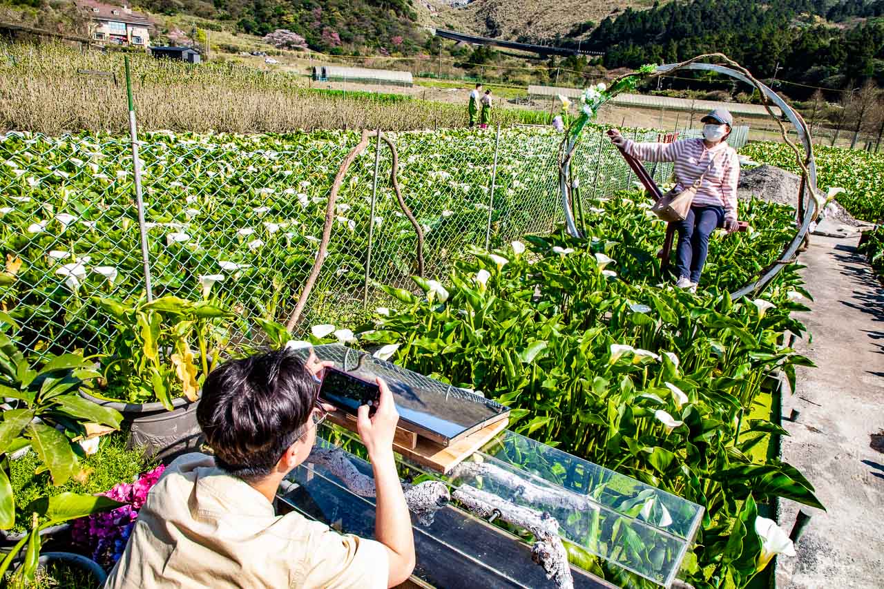 2023陽明山海芋花季,財福海芋田,陽明山海芋推薦,陽明山海芋季