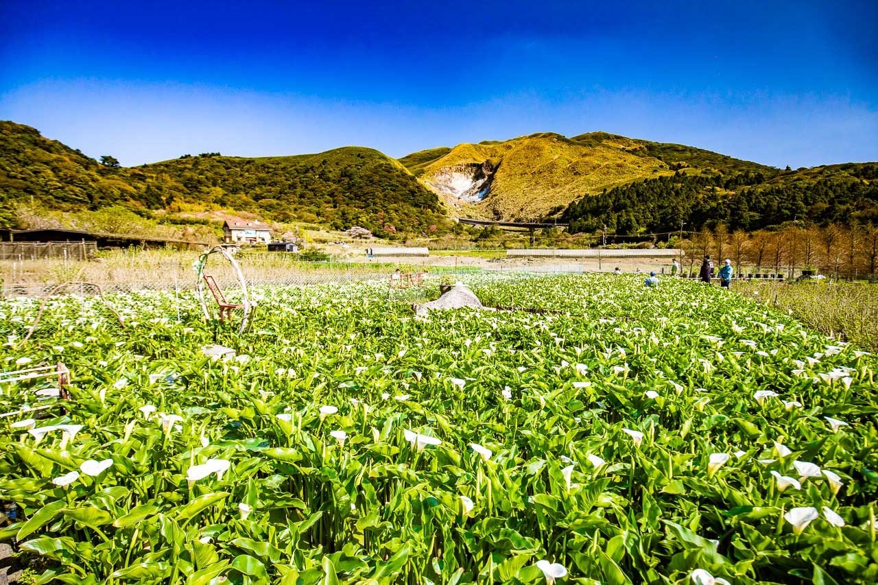 2023陽明山海芋花季,財福海芋田,陽明山海芋推薦,陽明山海芋季