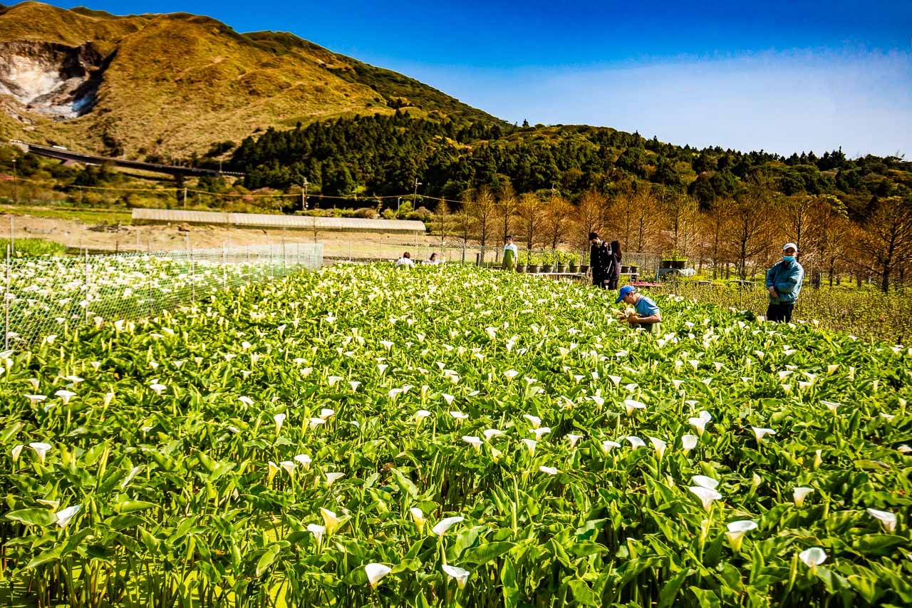 2023陽明山海芋花季,財福海芋田,陽明山海芋推薦,陽明山海芋季
