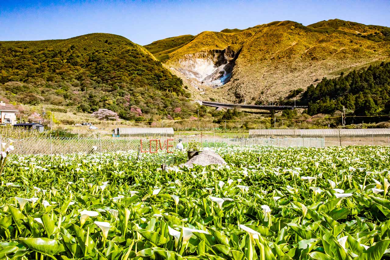 2023陽明山海芋花季,財福海芋田,陽明山海芋推薦,陽明山海芋季