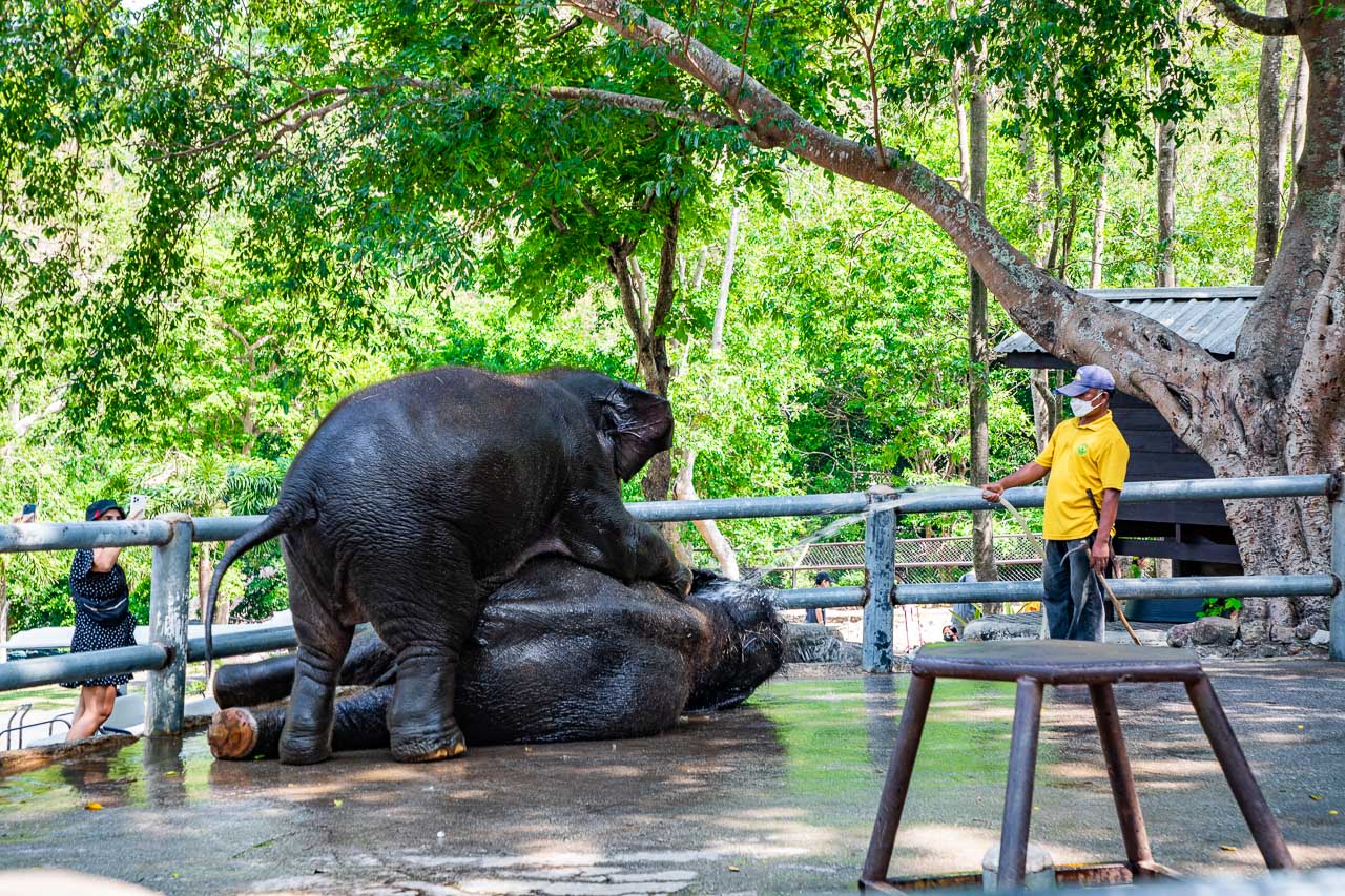 泰國野生動物園,芭達雅景點,芭達雅野生動物園,芭達雅景點綠山動物園,綠山野生動物園,泰國動物園,泰國親子景點