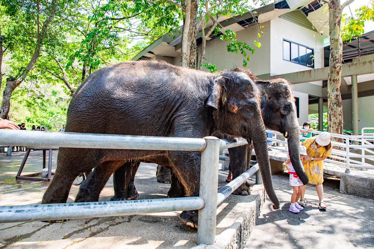 泰國野生動物園,芭達雅景點,芭達雅野生動物園,芭達雅景點綠山動物園,綠山野生動物園,泰國動物園,泰國親子景點