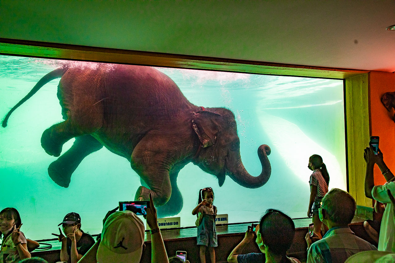泰國野生動物園,芭達雅景點,芭達雅野生動物園,芭達雅景點綠山動物園,綠山野生動物園,泰國動物園,泰國親子景點