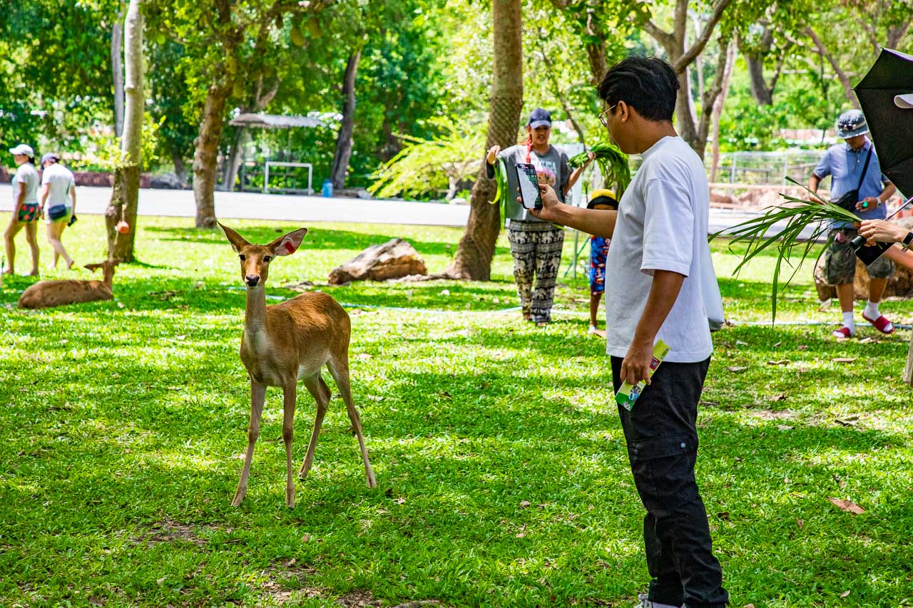 泰國野生動物園,芭達雅景點,芭達雅野生動物園,芭達雅景點綠山動物園,綠山野生動物園,泰國動物園,泰國親子景點