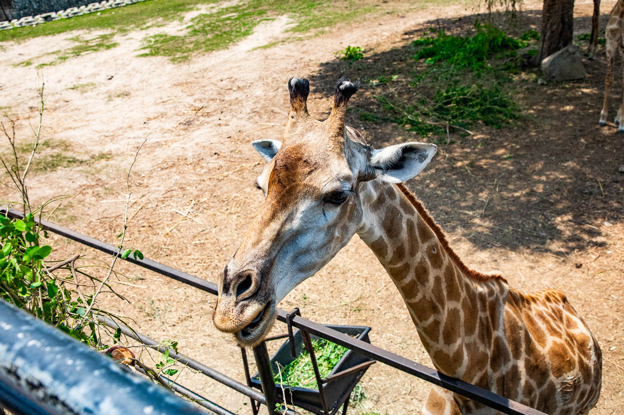 泰國野生動物園,芭達雅景點,芭達雅野生動物園,芭達雅景點綠山動物園,綠山野生動物園,泰國動物園,泰國親子景點